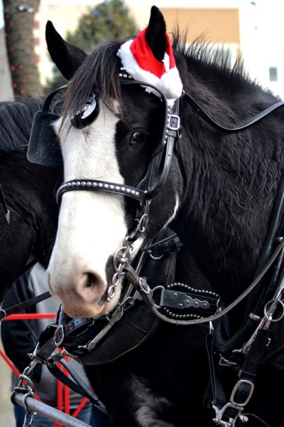 Springfield Christmas Parade 2018 Horse