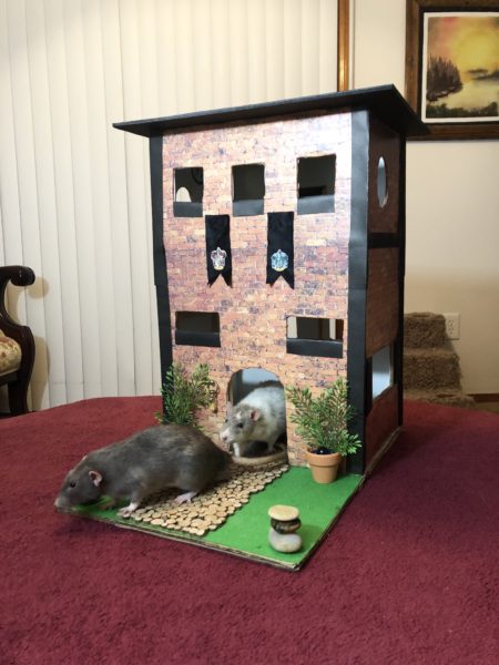 Cardboard house for rats