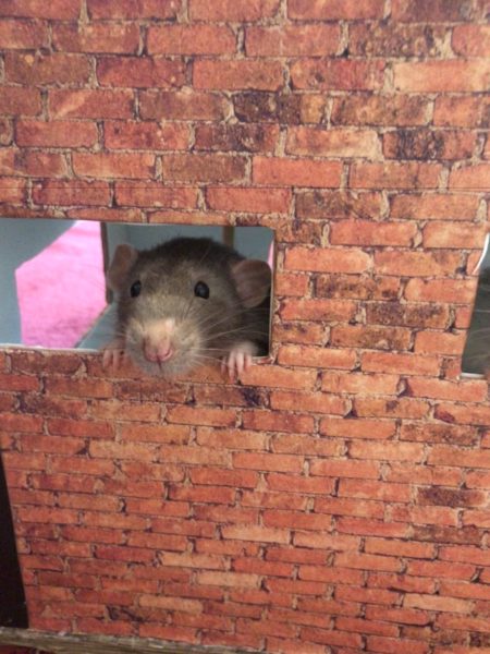 Cardboard house for rats